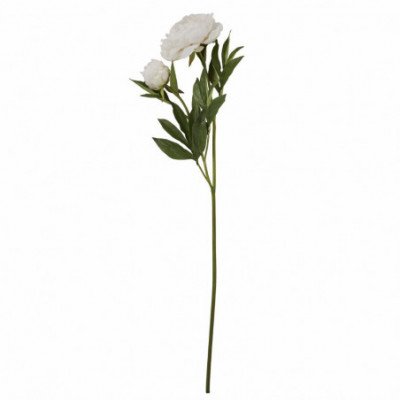 Flora bijūnas H85 cm. beveik balta
