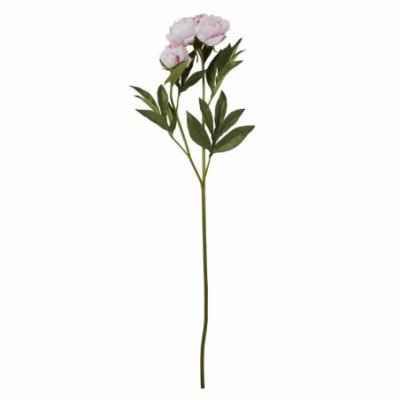 Flora bijūnas H85 cm.  rožinė